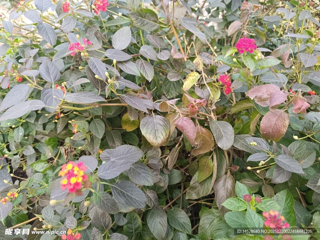 多彩花卉植物景观