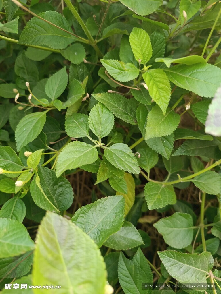 绿叶丛中藏着一条蛇