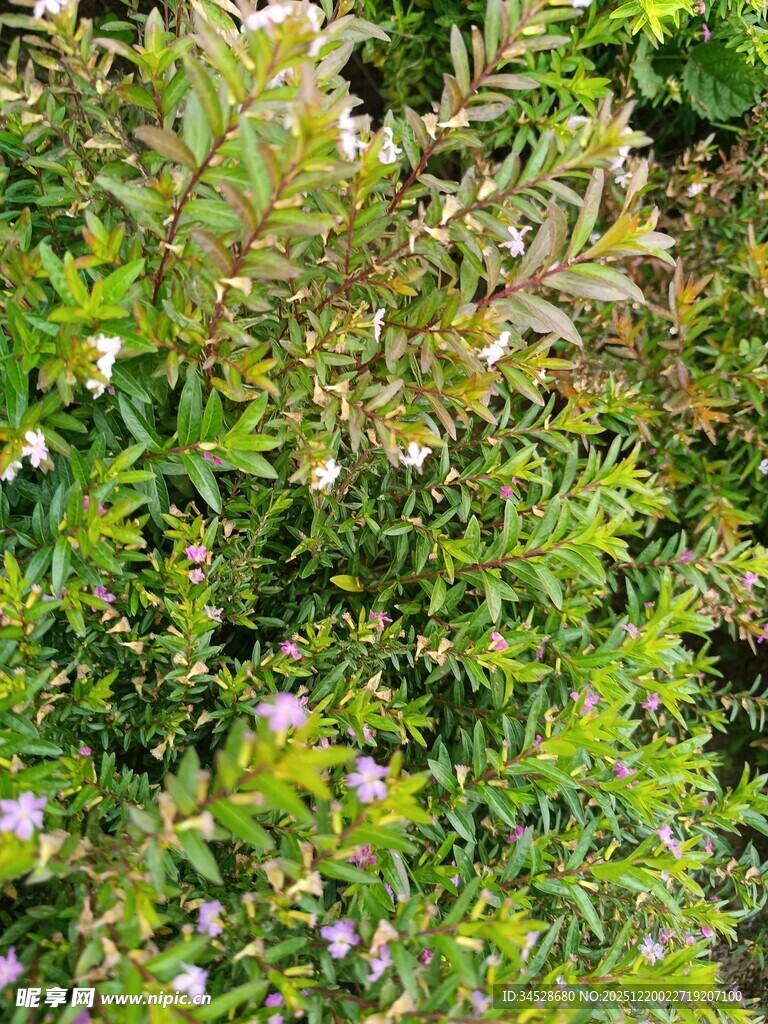 繁茂绿植中的多彩花卉