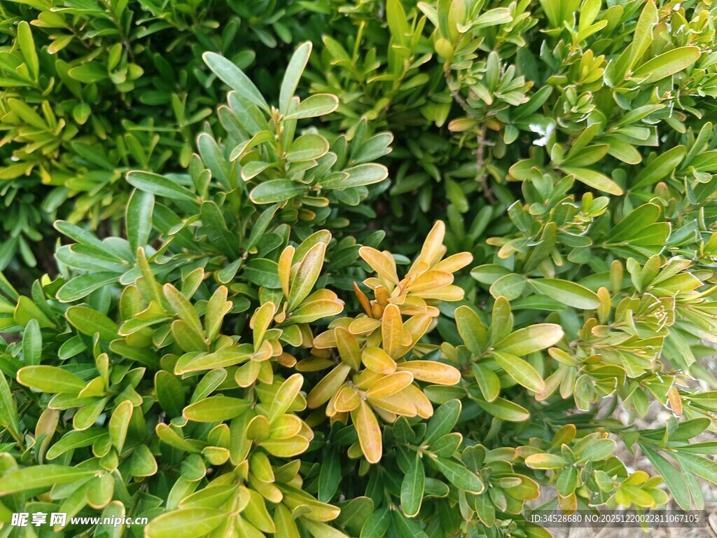 黄绿相间的繁茂植物