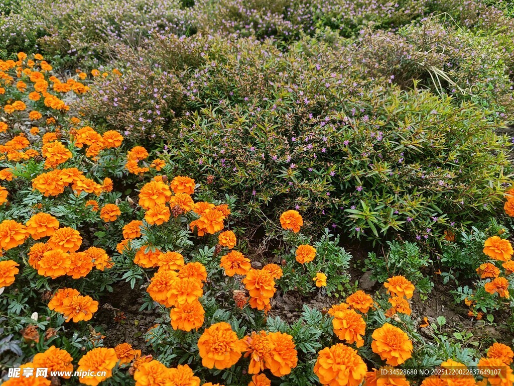 橙色花海绽放生机