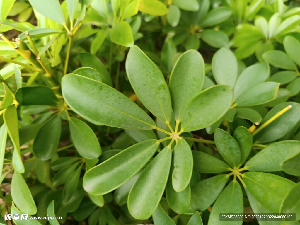 翠绿鹅掌柴叶片特写