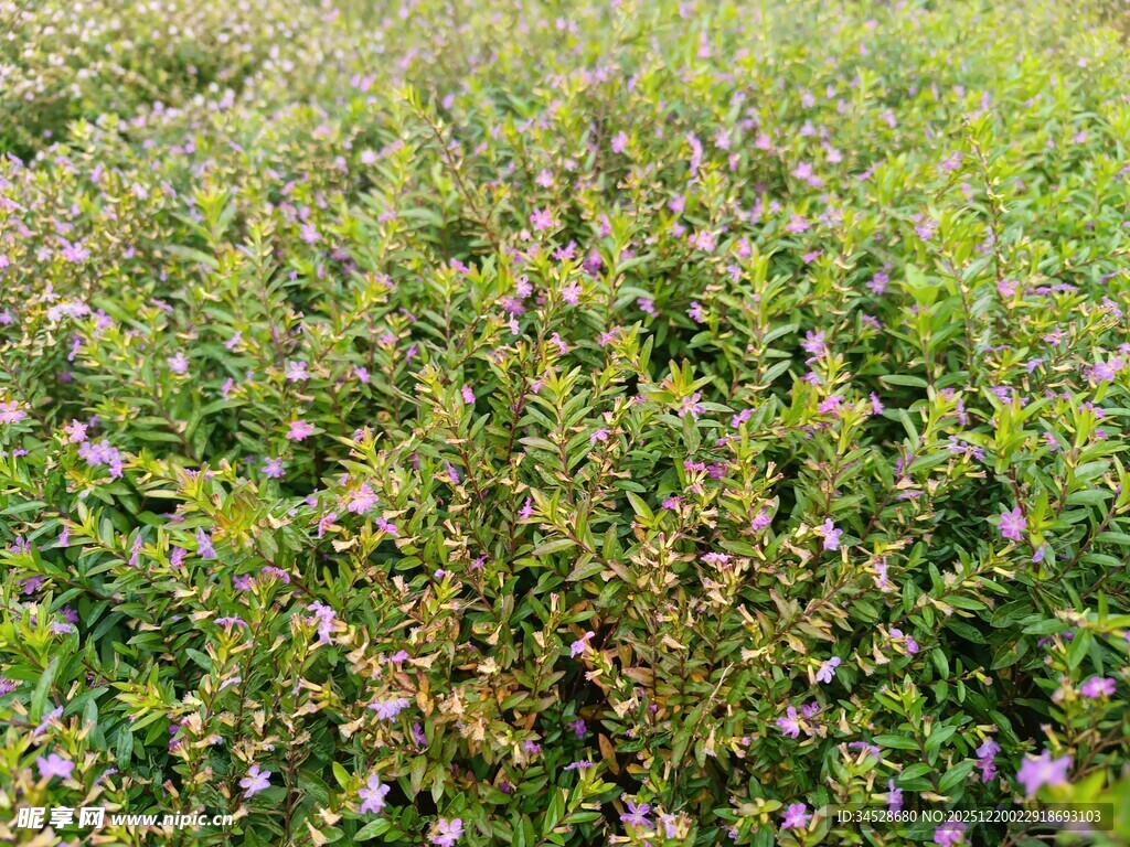 繁茂丛生的紫色小花