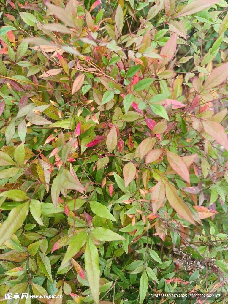 多彩叶片植物特写