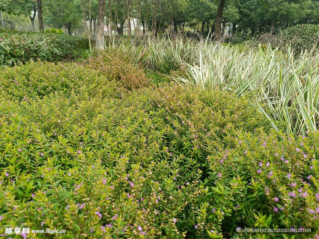 绿意盎然的户外植物景观