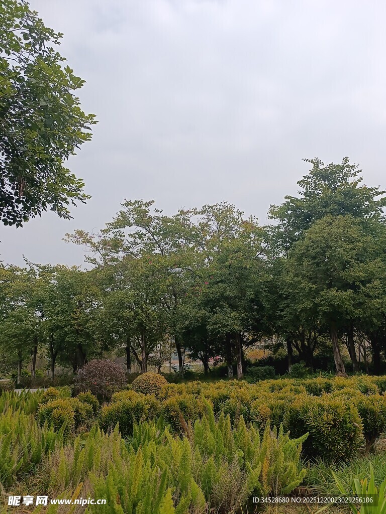 田野中的绿植与树木景观