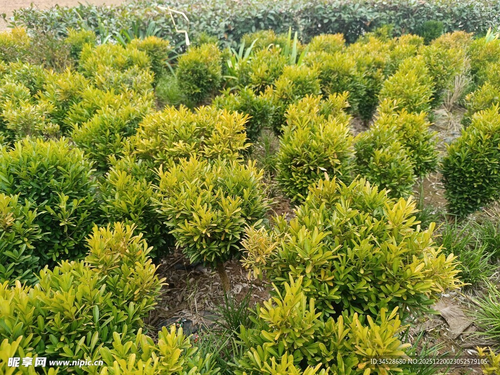 柑橘种植园绿意盎然