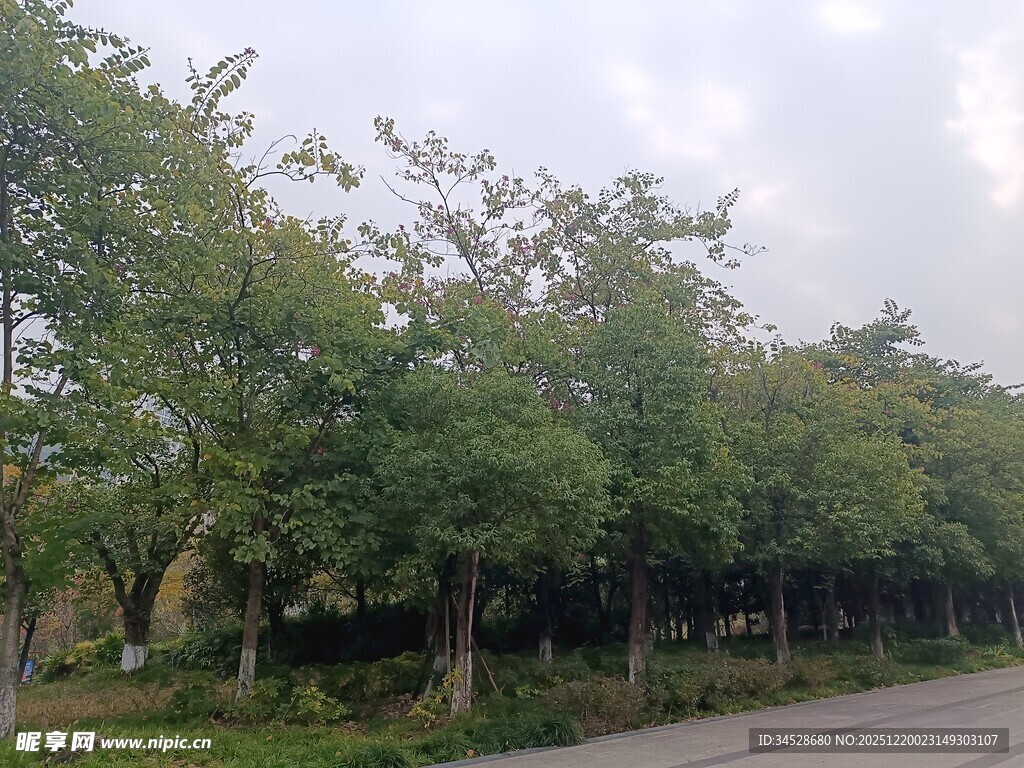 道路旁的绿树成荫景观