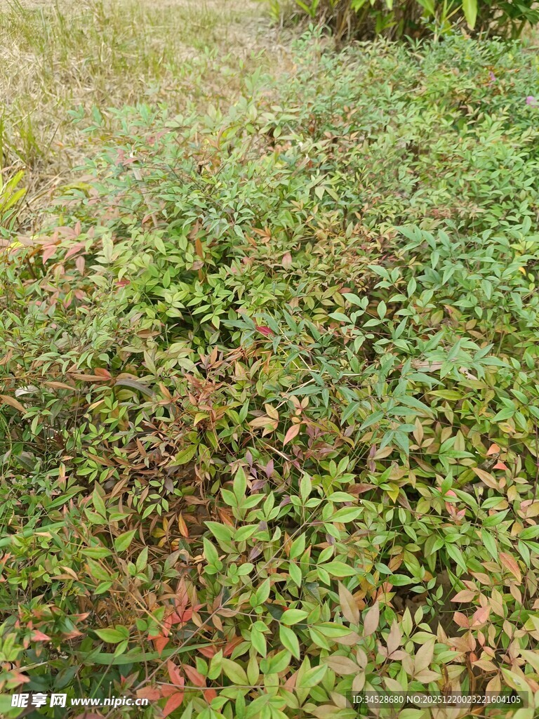 多彩繁茂的地面植物景观