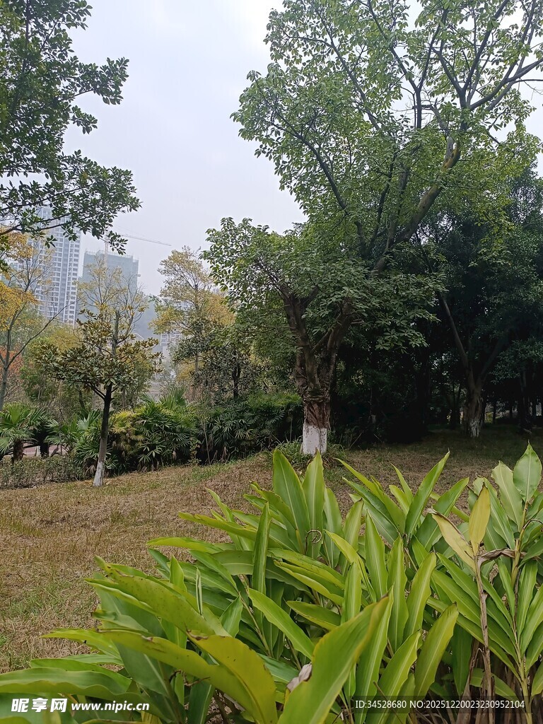 户外绿意盎然的自然景致