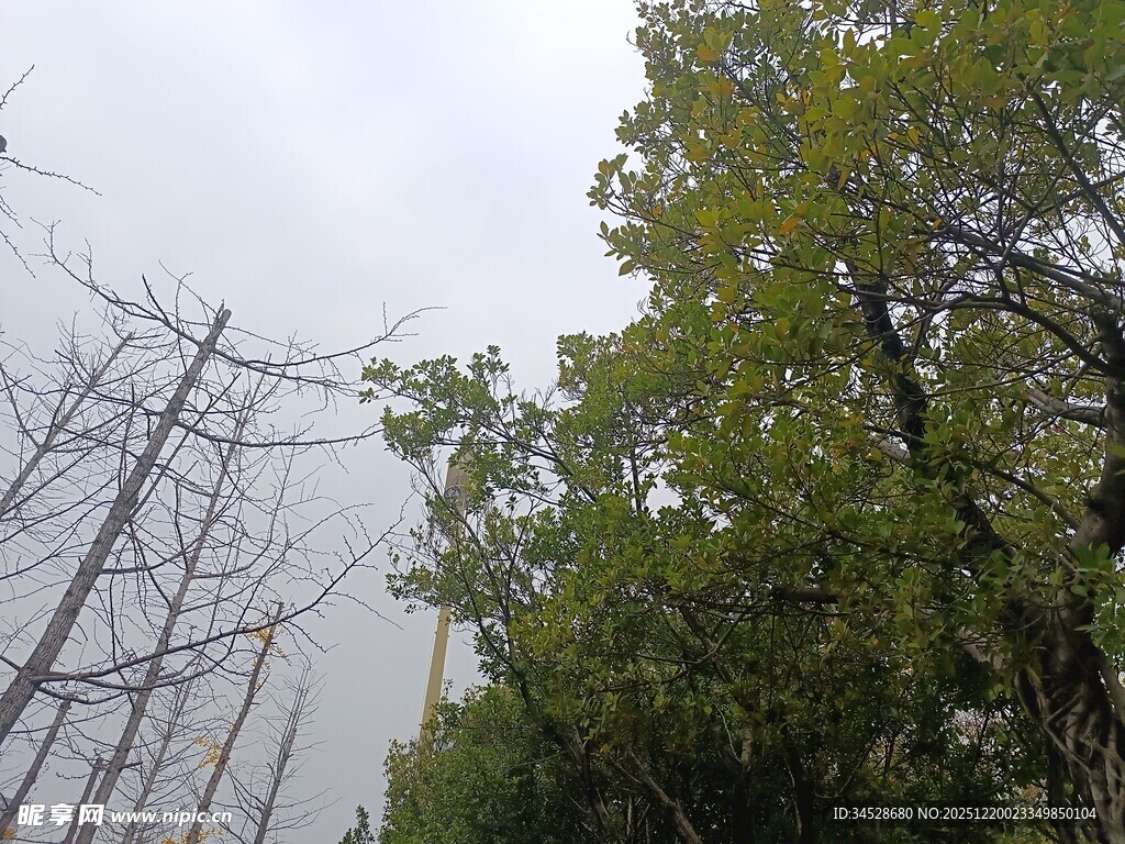 枯树与绿树对比景象