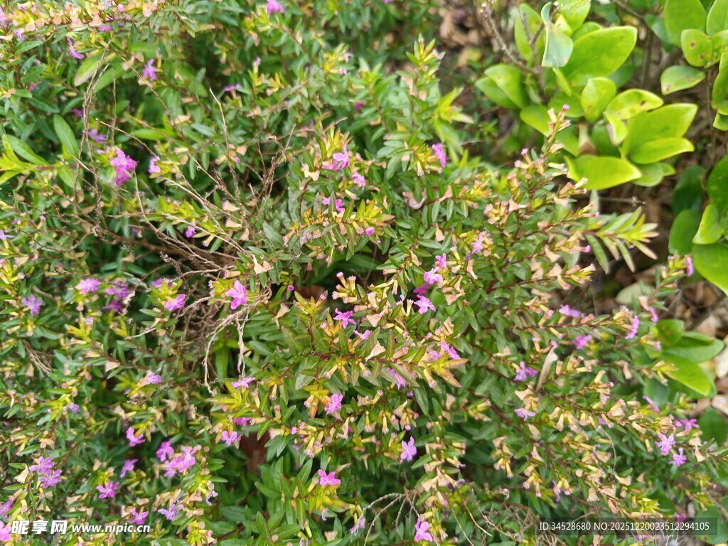 繁茂绿植中的紫色小花