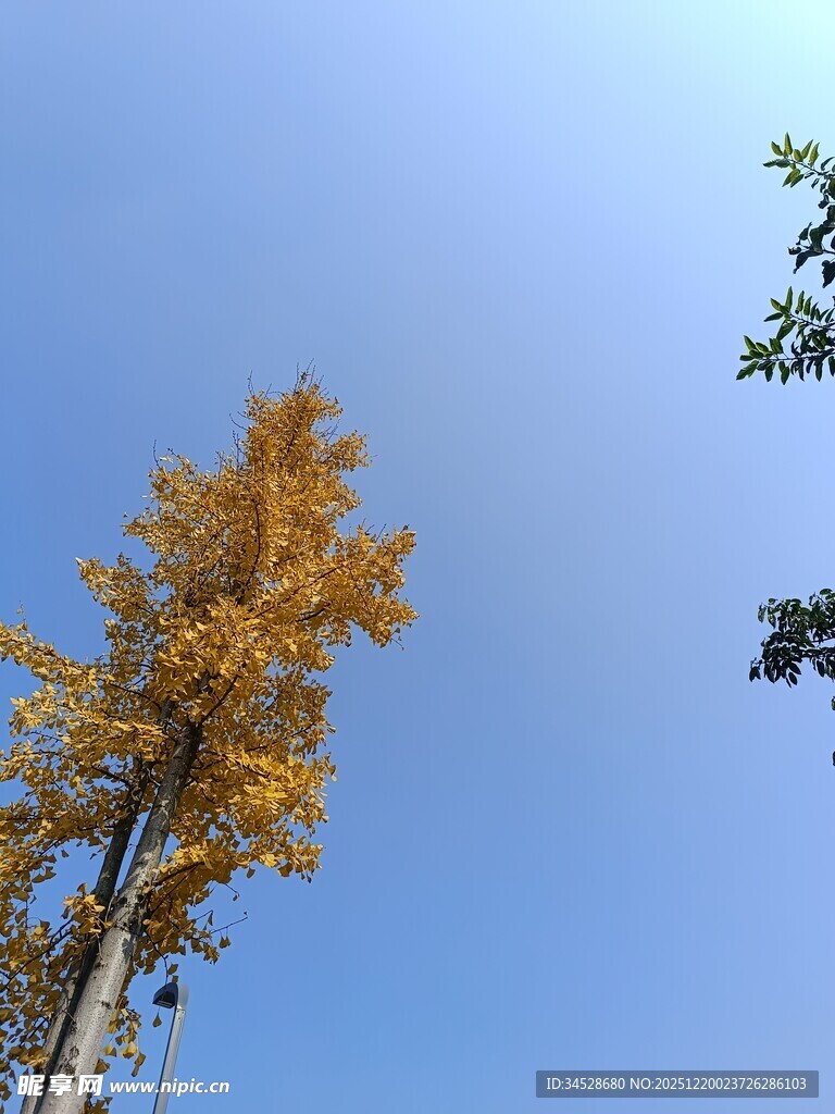 蓝天映衬下的金黄银杏树
