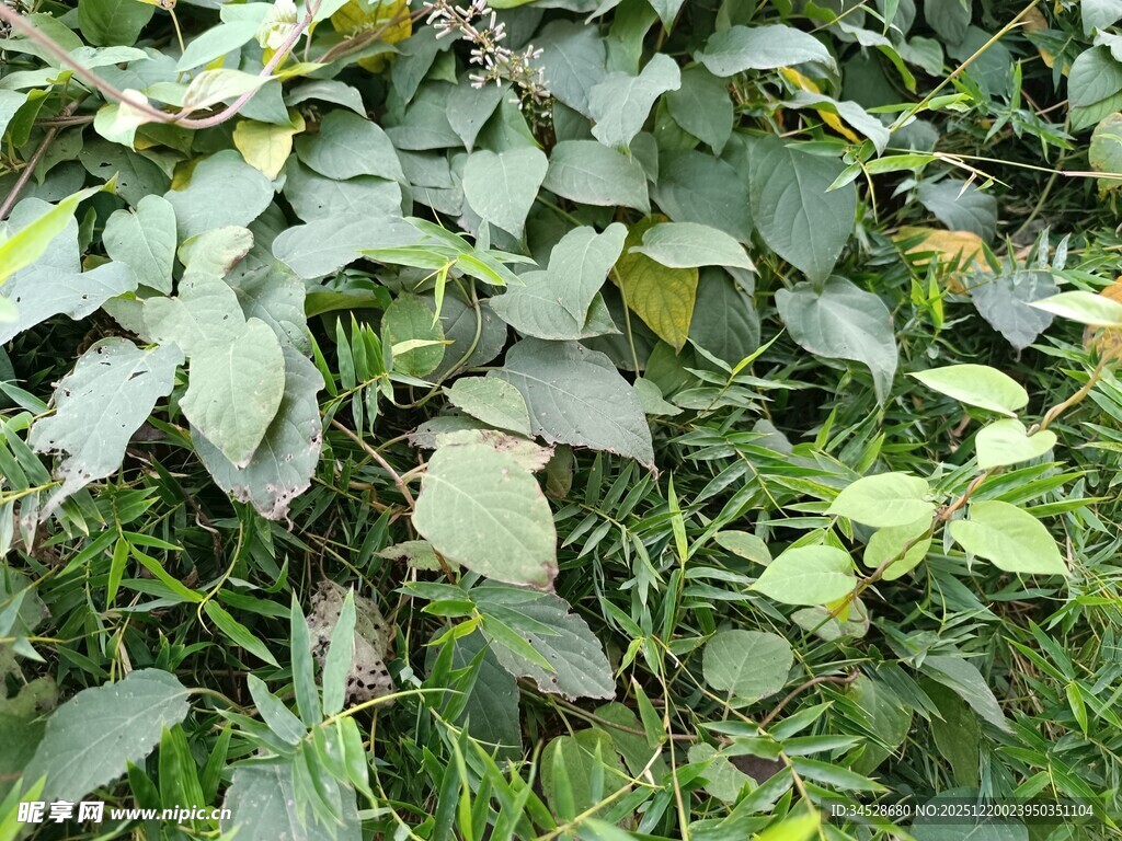 绿叶繁茂的植物景象