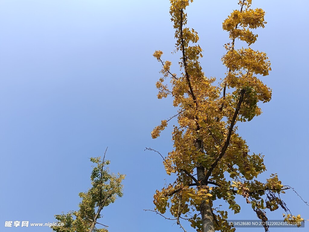 蓝天映衬下的金黄树枝