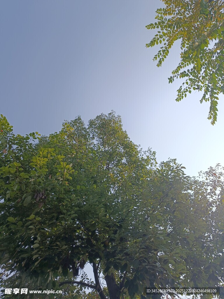 阳光下的葱郁树木