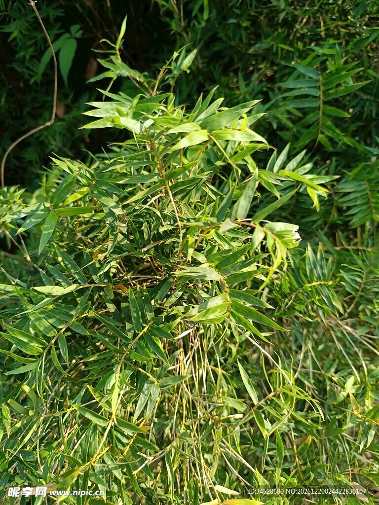 野外丛生的绿色植物