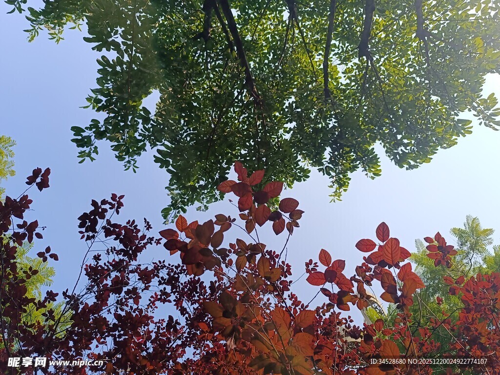 秋日多彩树叶映蓝天