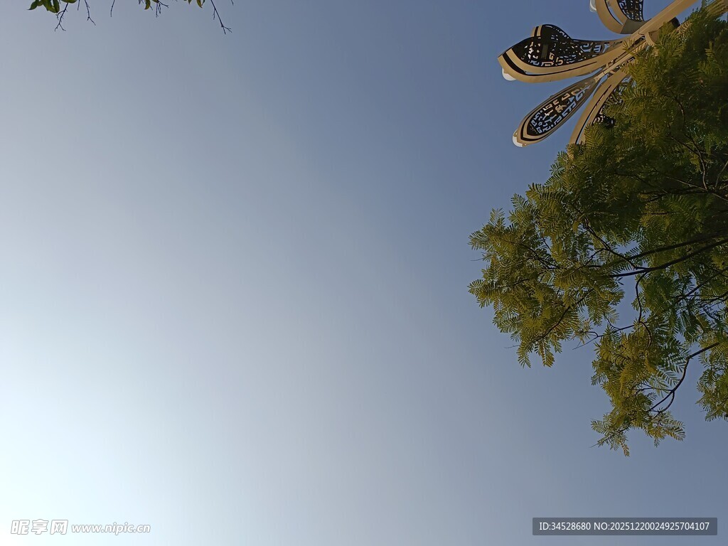 仰视天空中的绿树飞鸟