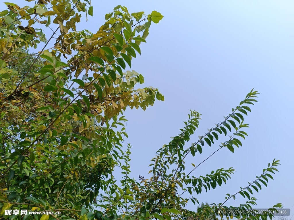 枝头绿叶映蓝天