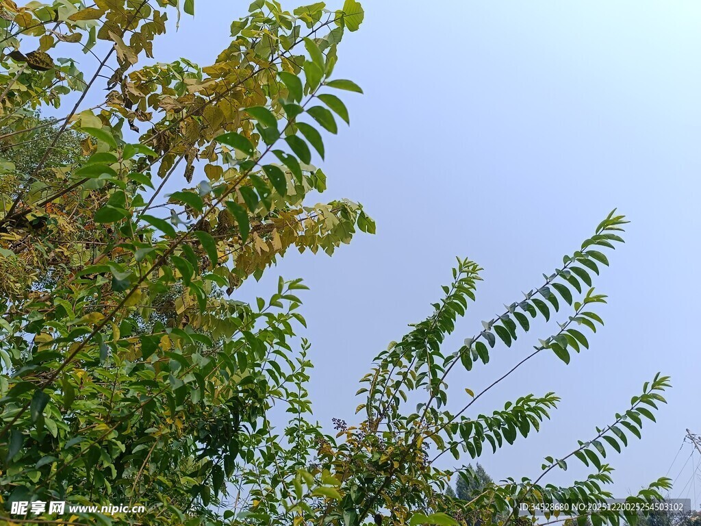 枝头绿叶映蓝天