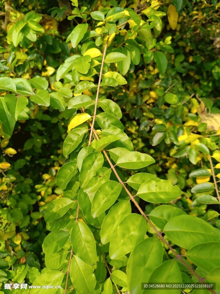 翠绿枝叶间的细长植物
