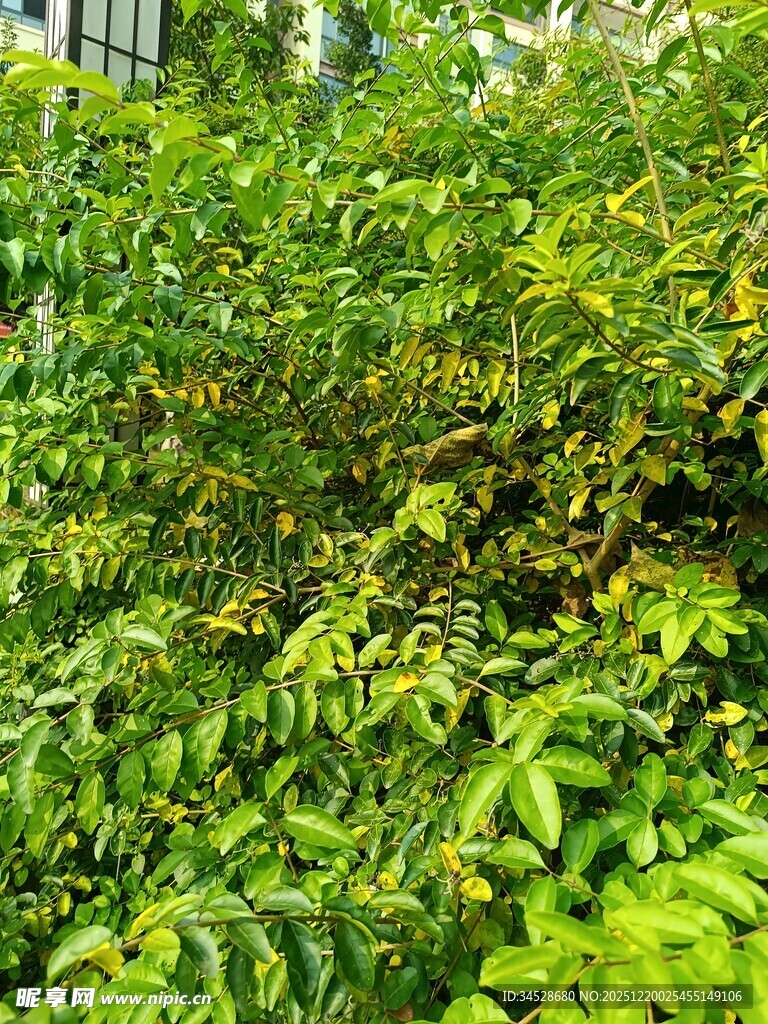 翠绿繁茂的植物景观