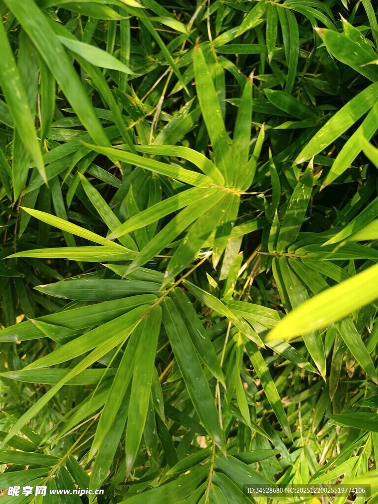 翠绿竹叶特写
