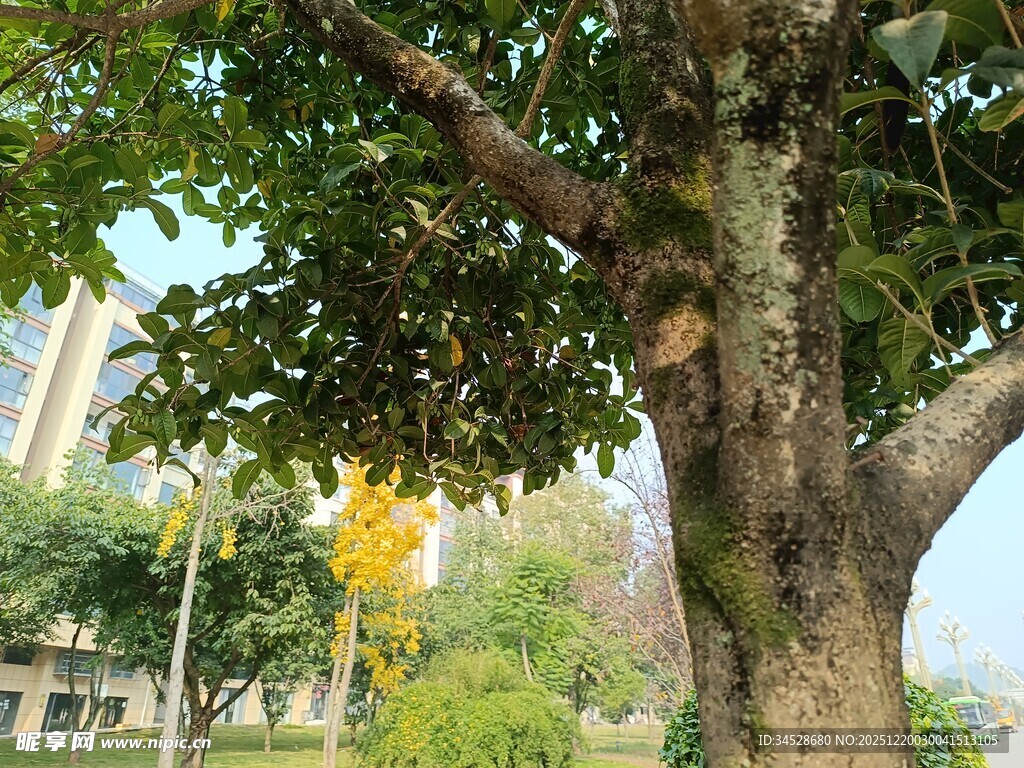 城市中茂盛的大树