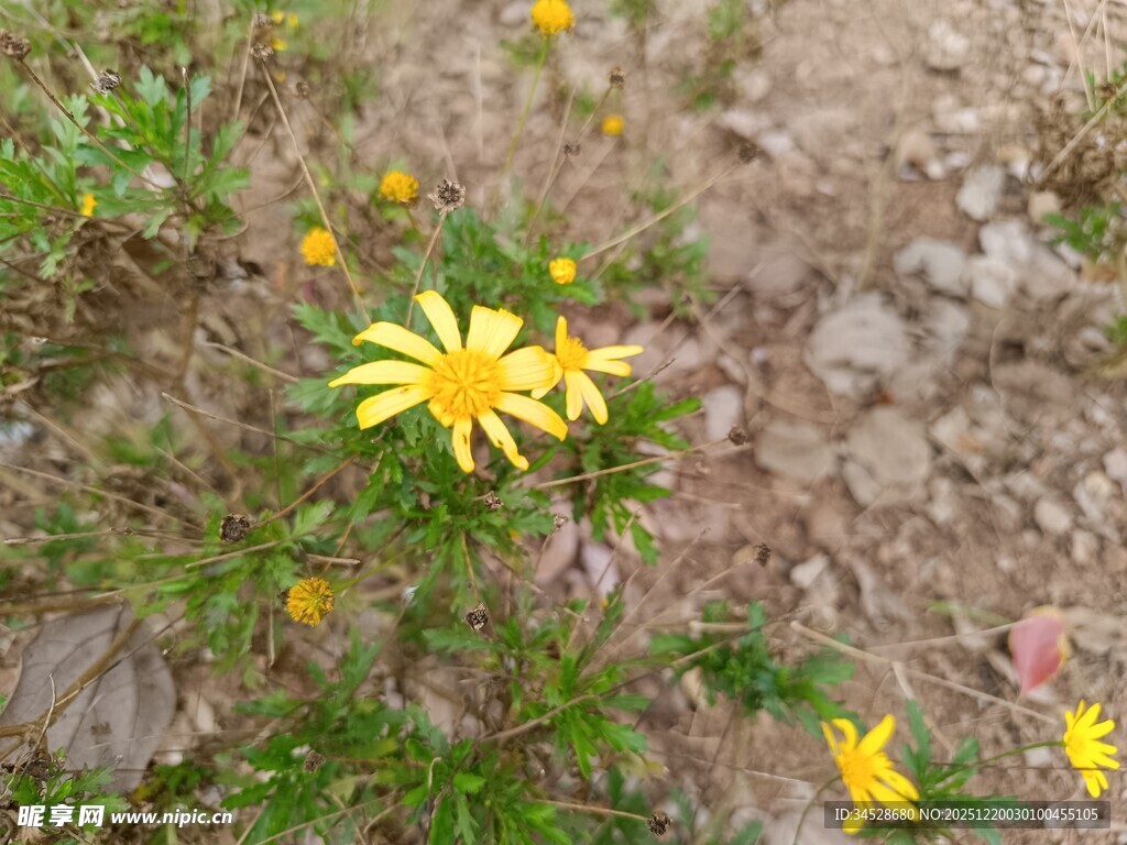 野外绽放的黄色小花