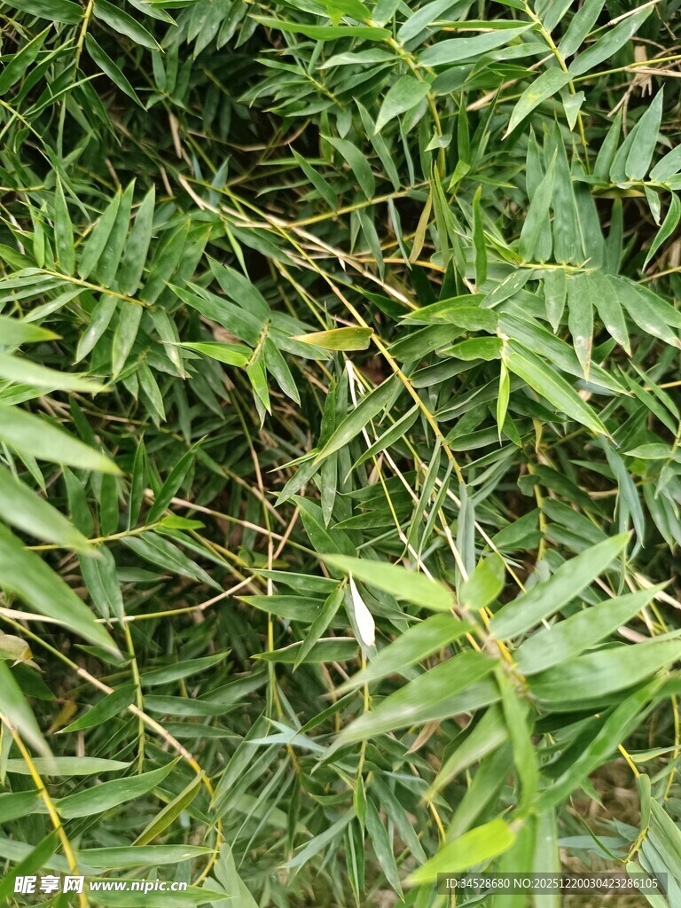 翠绿竹叶特写摄影图__自然风景_自然景观_摄影图库_昵图网
