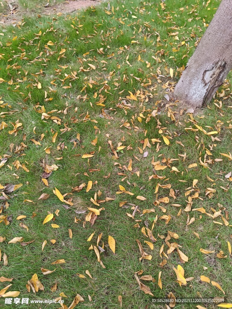 草地树干旁的缤纷落叶