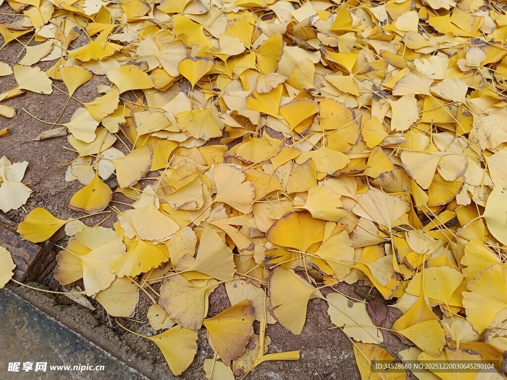 金黄银杏叶铺满地面