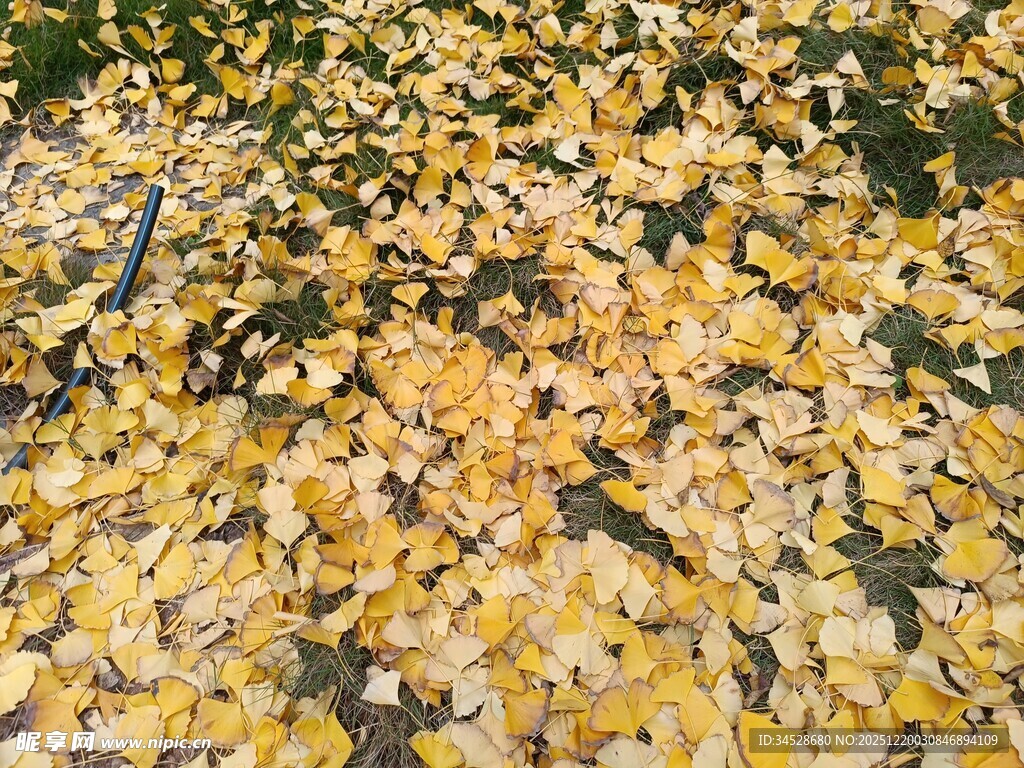 金黄银杏叶铺满地面