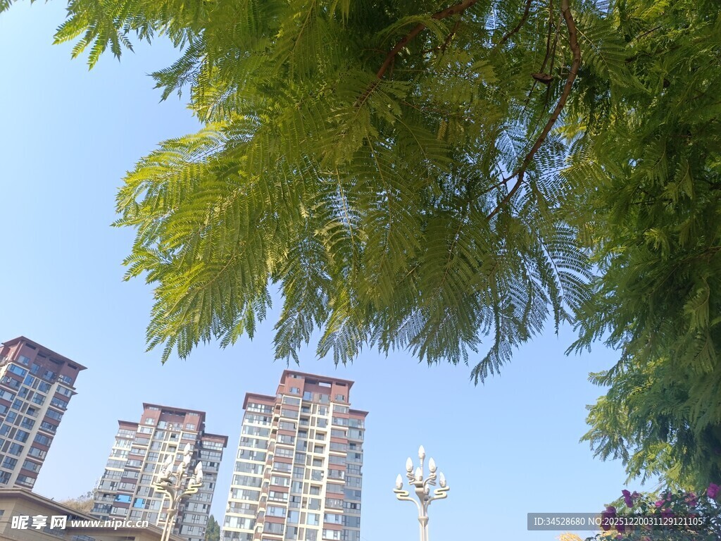 绿树掩映下的城市高楼