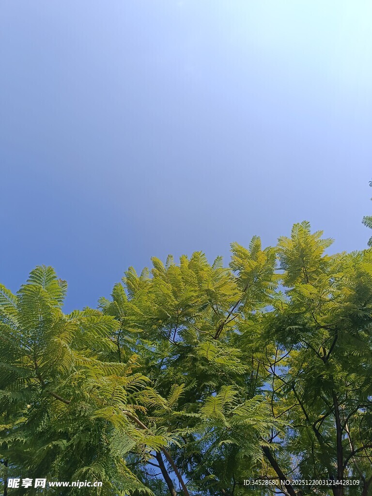 蓝天绿树间的清新景致