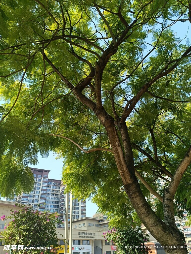 城市中繁茂的绿荫大树