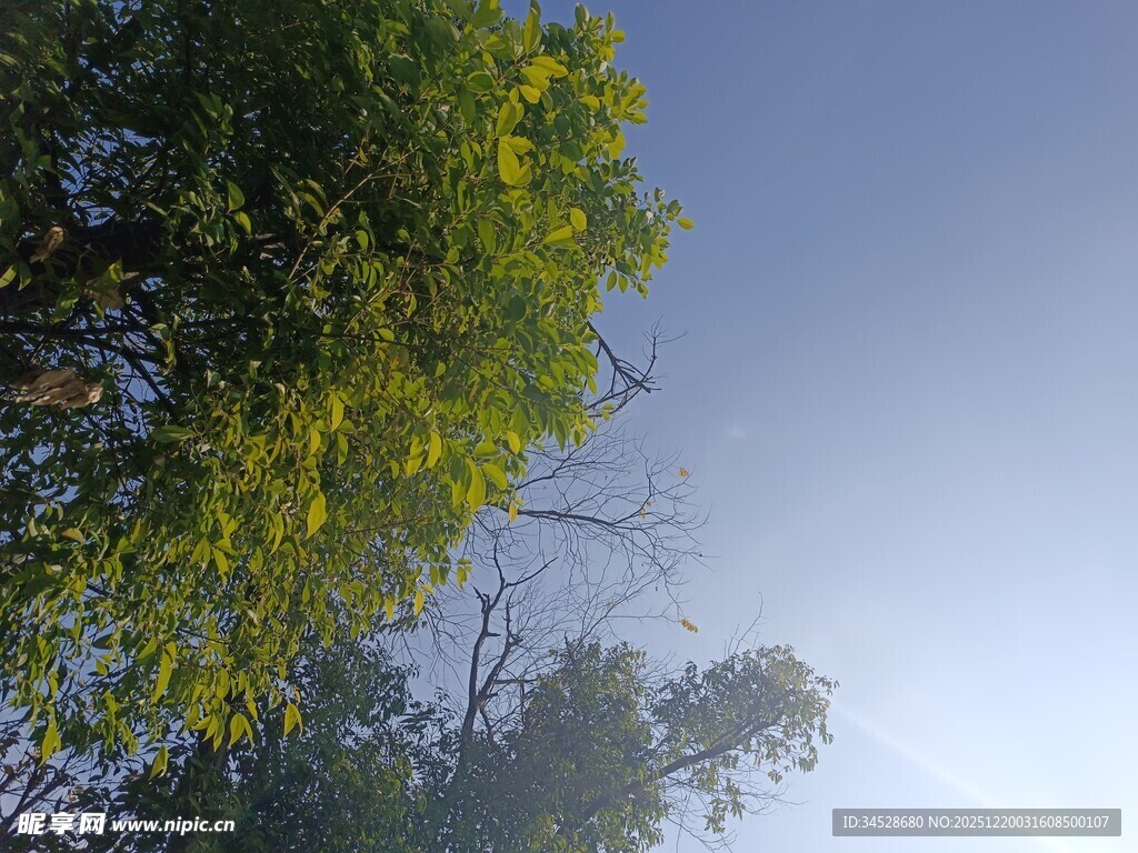 仰视绿树蓝天美景