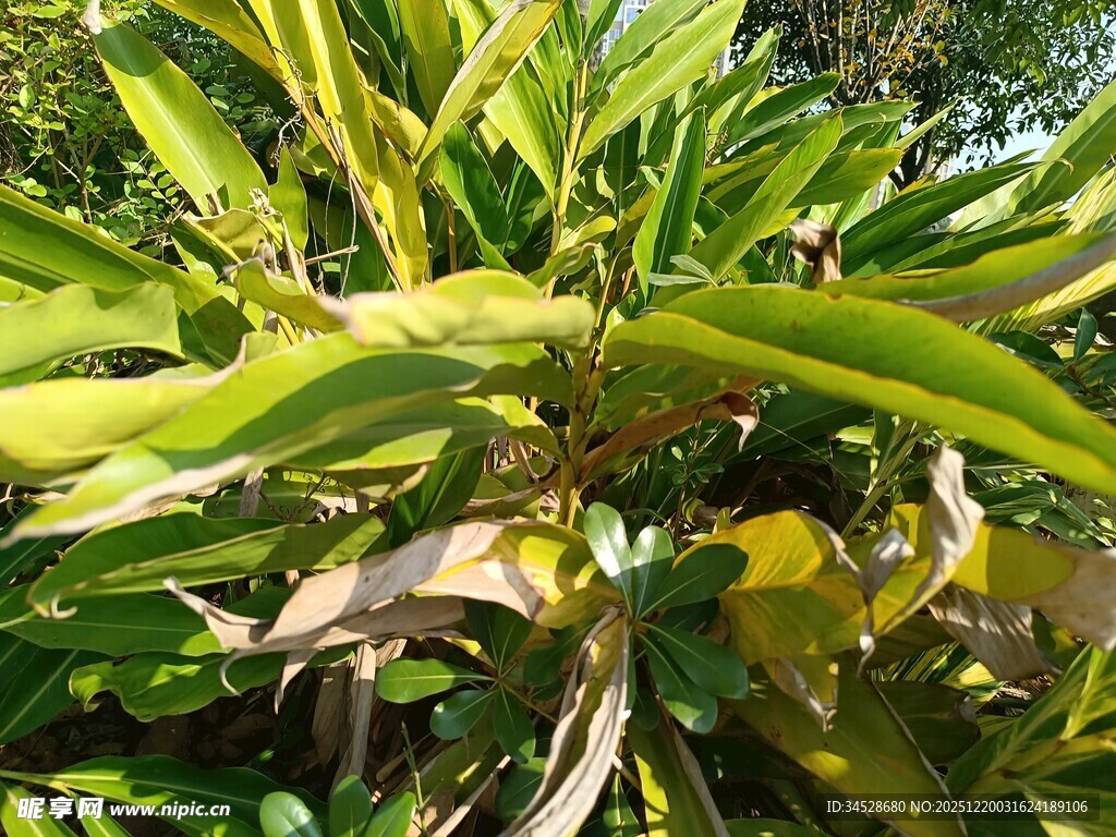 绿叶繁茂的植物特写