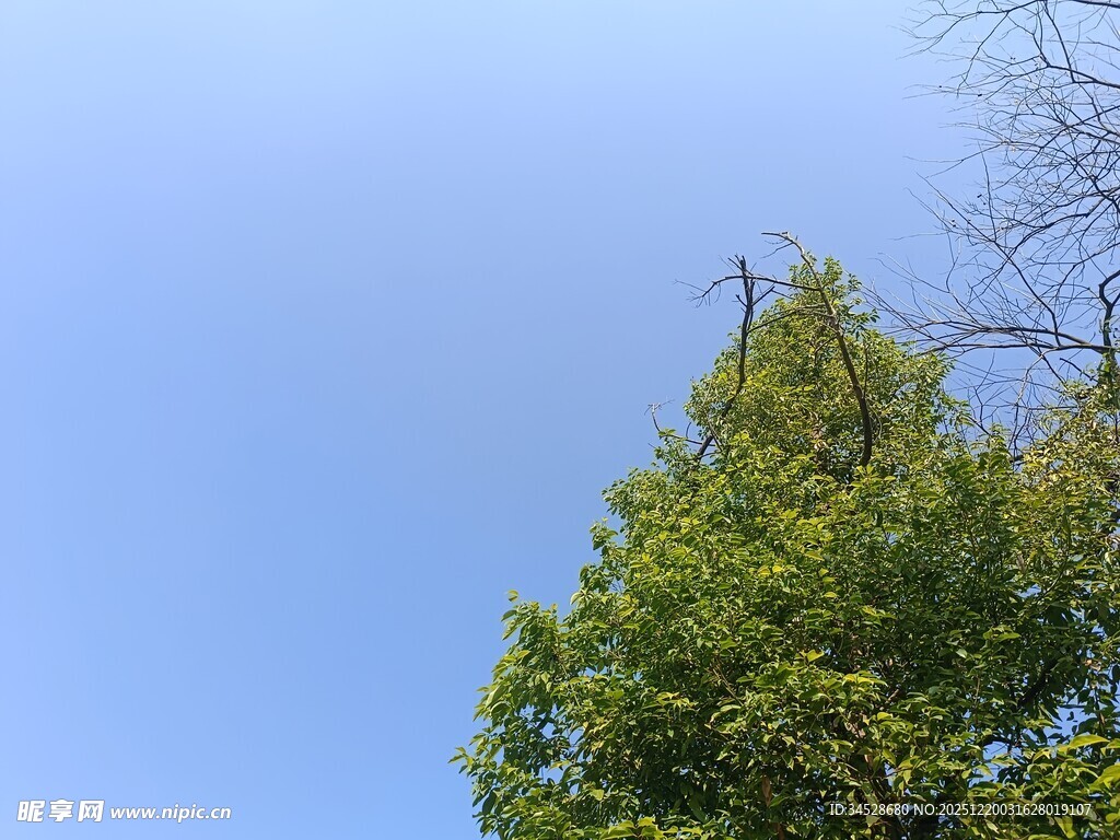 蓝天绿树的自然景致
