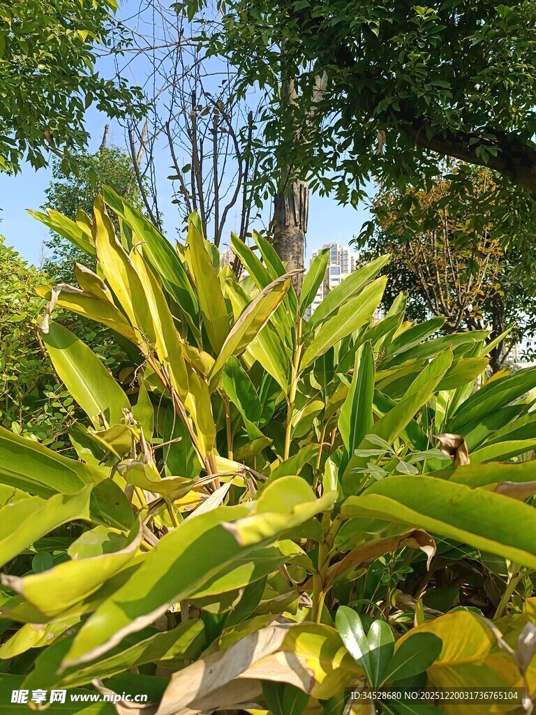 翠绿繁茂的热带植物景观