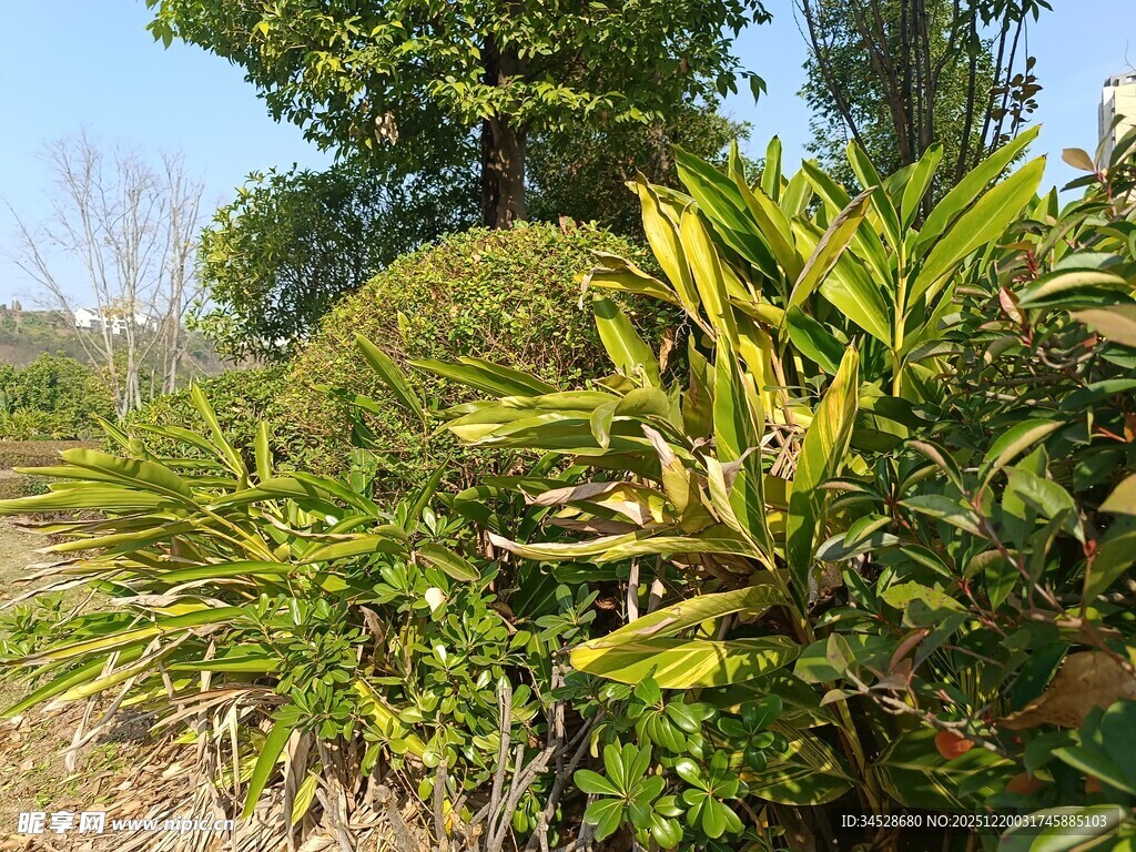 绿叶繁茂的户外植物景观