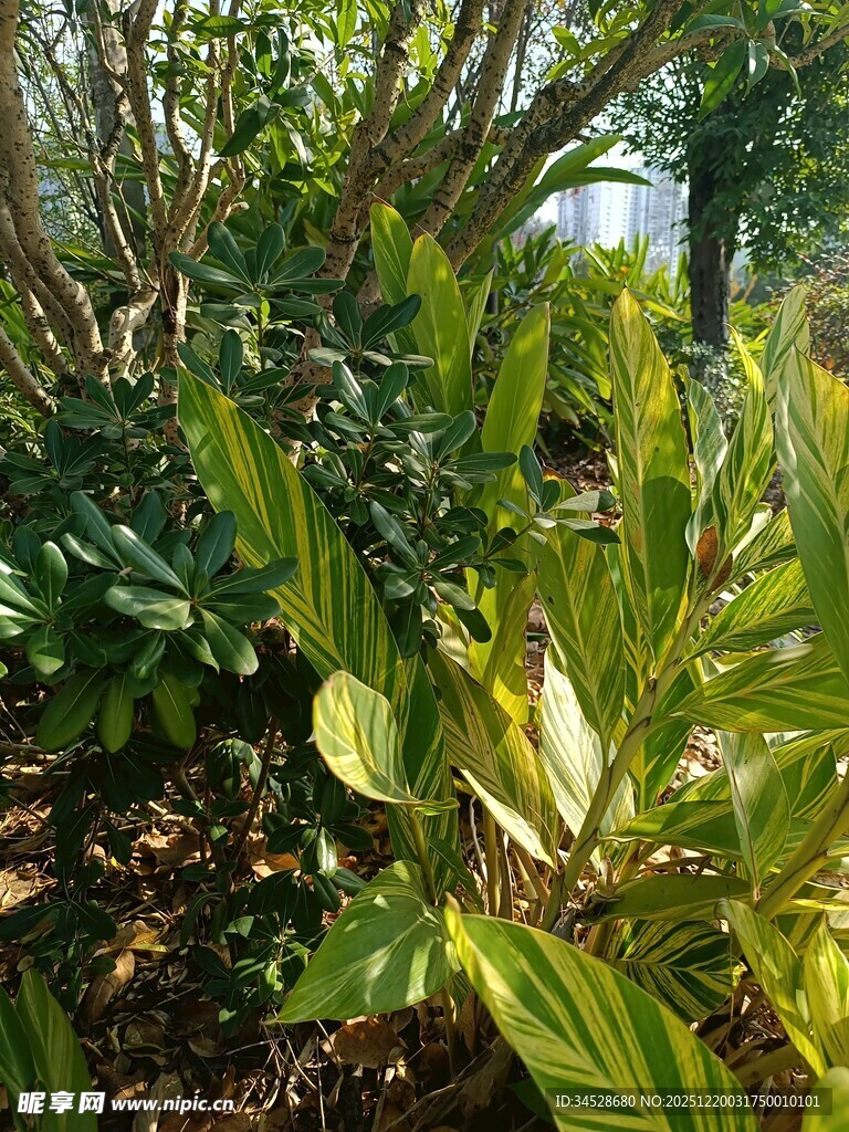 多彩斑斓的热带植物景观