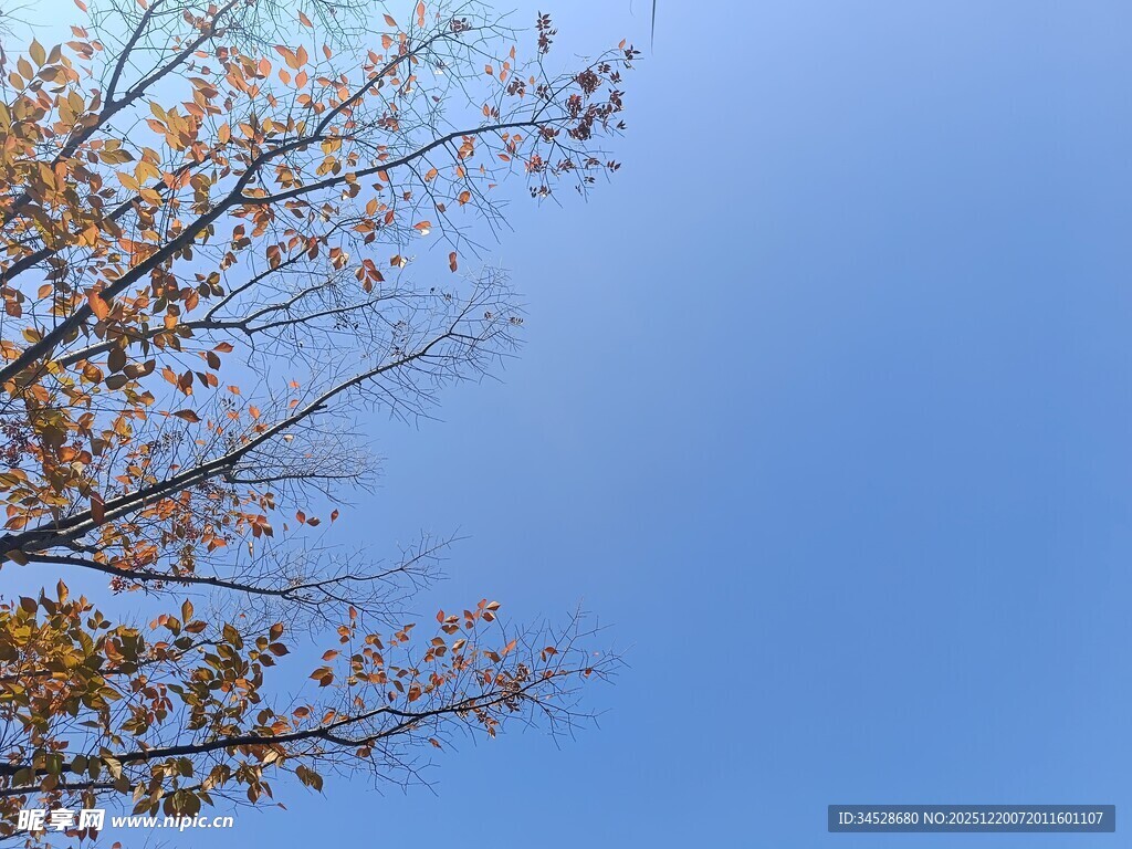 蓝天映衬下的斑斓树枝