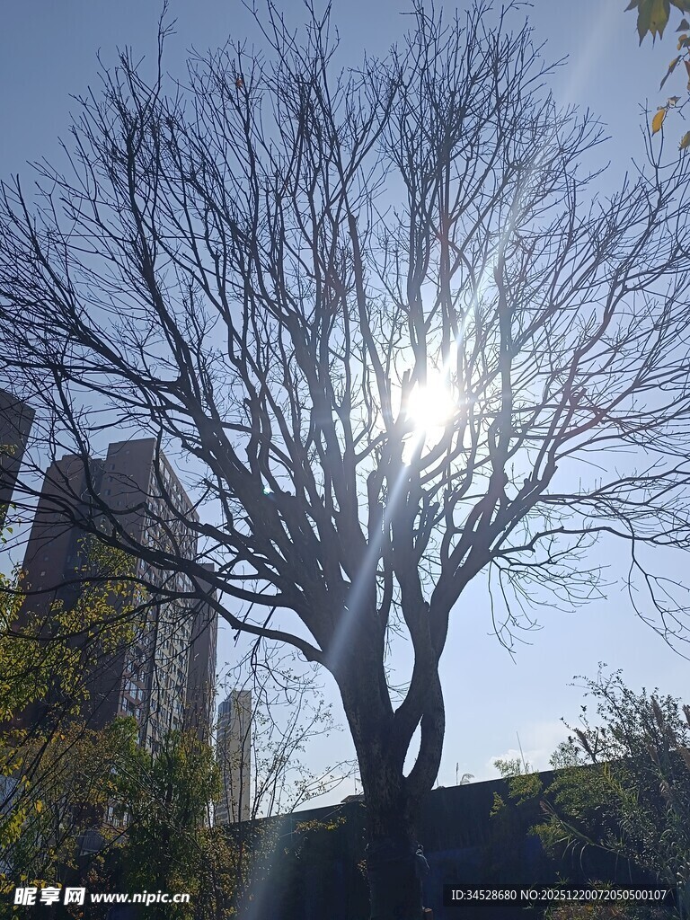 阳光下的光秃树木