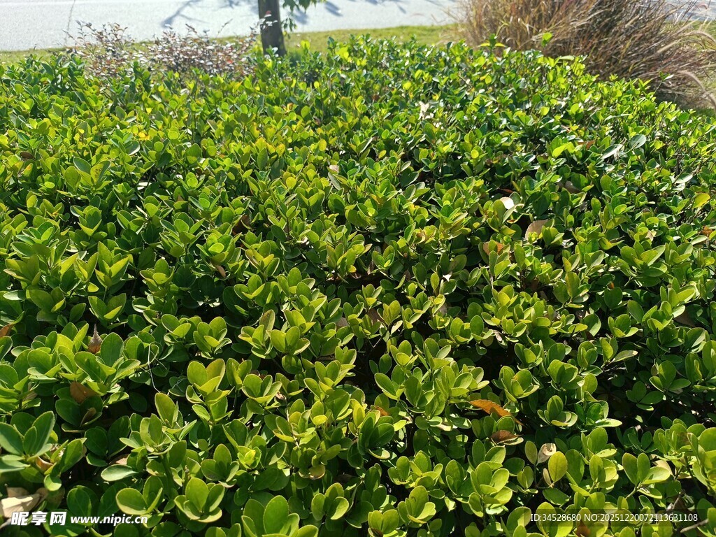 翠绿繁茂的灌木丛