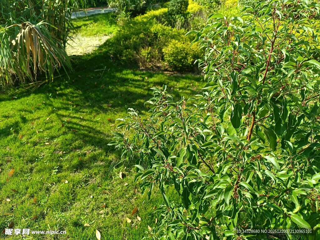 阳光照耀下的绿意盎然