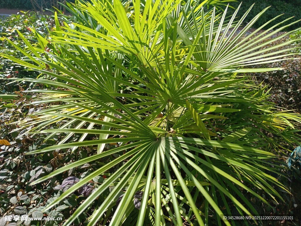 翠绿蒲葵植物图片展示