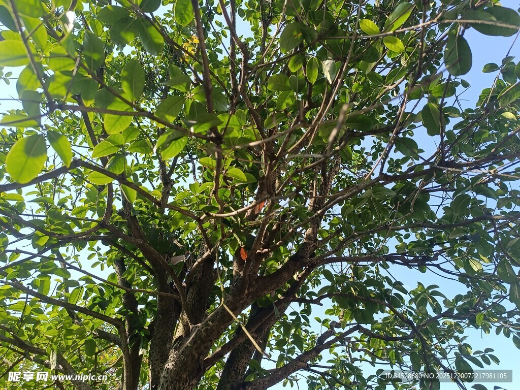 繁茂大树展现勃勃生机