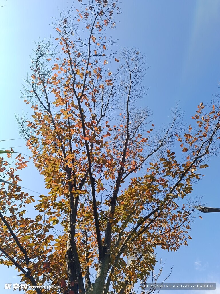 秋日枝头黄叶映蓝天